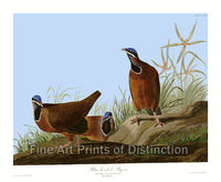 An archival premium quality art Print of the Blue Headed Pigeon or Ground Dove by John James Audubon for sale by Brandywine General Store