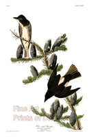 Olive Sided Flycatcher by John James Audubon