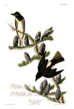 Olive Sided Flycatcher by John James Audubon