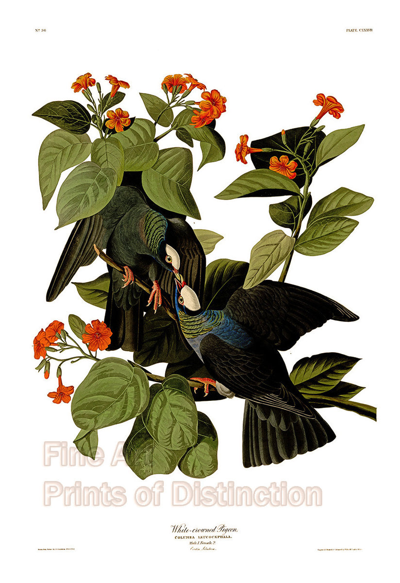 An archival premium quality art print of the White Crowned Pigeon by John James Audubon for his ornithology book The Birds of America for sale by Brandywine General Store