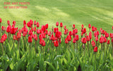 Tulips in Red by a Green Yard Premium Botanical Print