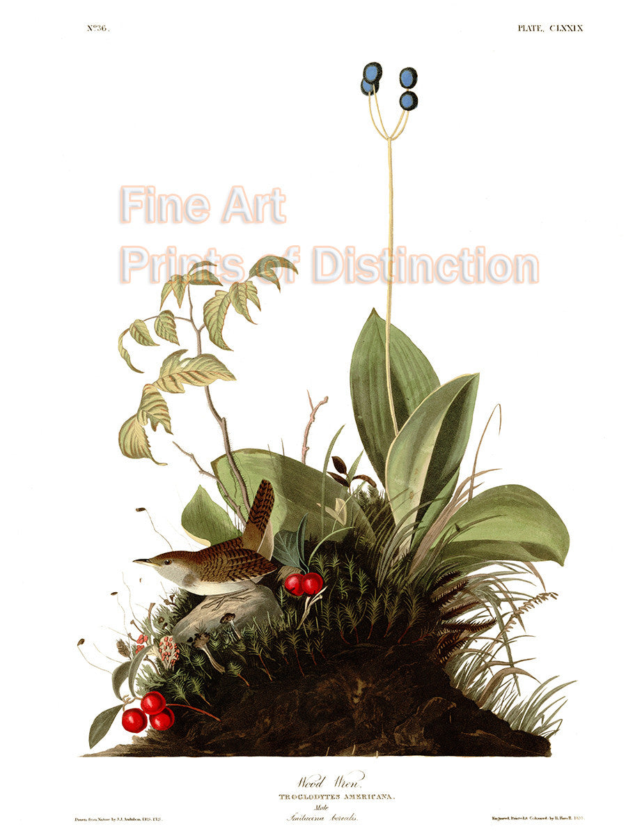 An archival premium Quality art Print of the Wood Wren by John James Audubon for sale by Brandywine General Store.
