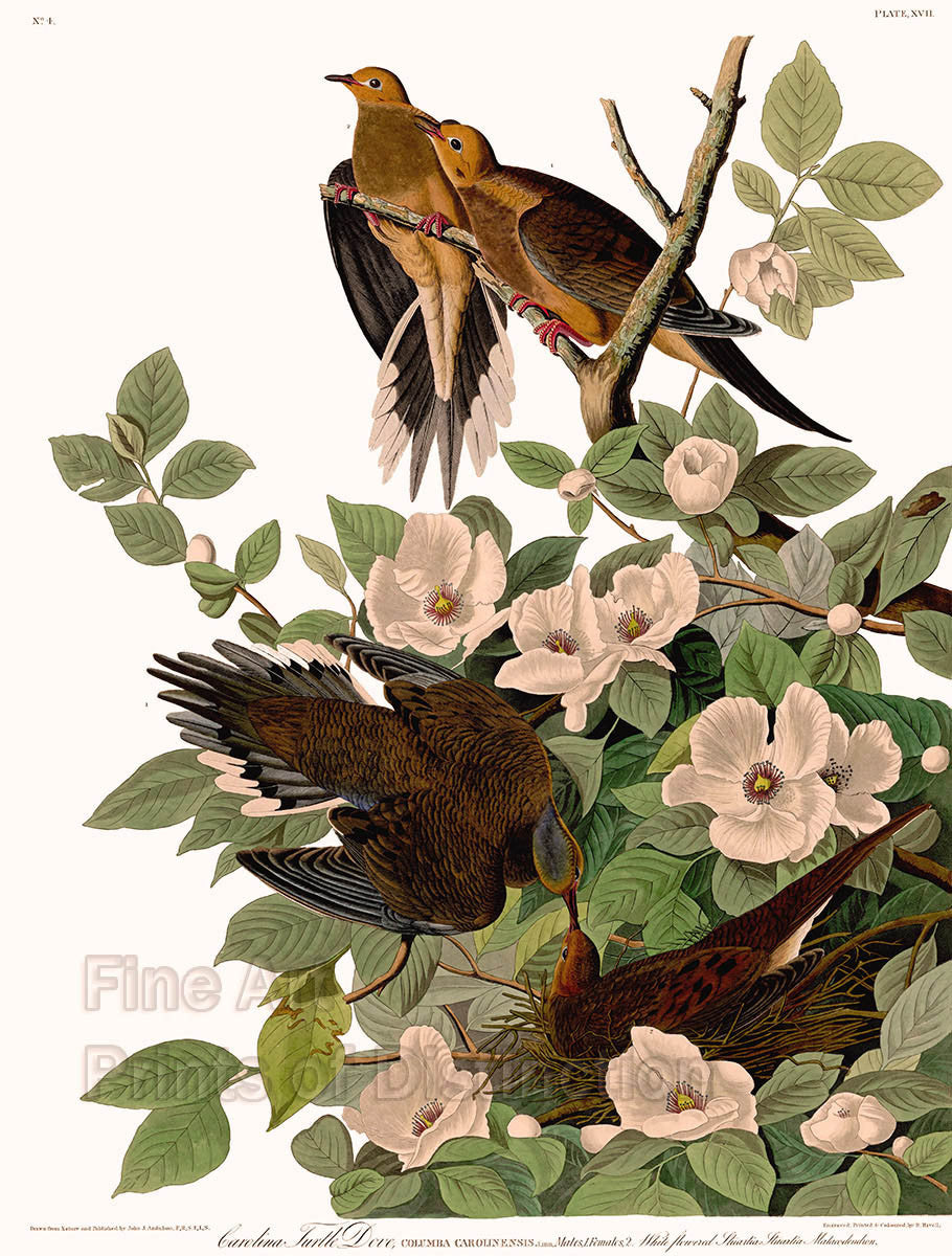 An archival premium quality art print of the Carolina Turtle Dove or more commonly known as the Mourning Dove by John James Audubon for sale by Brandywine General Store