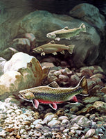 An archival premium Quality Print that shows three large brook trout swimming through large rocks in a river, painted by Bob Hines for sale by Brandywine General Store