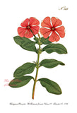 An archival premium Quality Art Print of the Madagascar Periwinkle from Curtis Botanical Magazine Volume 7 from 1793 for sale by Brandywine General Store
