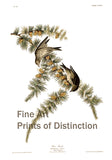 An archival premium Quality art Print of the Pine Finch by John James Audubon for sale by Brandywine General Store