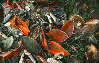 An archival Quality Art Print of Brown Fall Leaves Covered with Frost for sale by Brandywine General Store