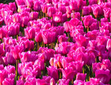 Tulips in a Solid Pink Flower Bed Premium Botanical Print
