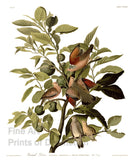 An archival premium Quality art Print of the Ground Dove by John James Audubon for sale by Brandywine General Store