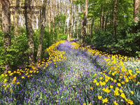 Wooded Landscape with Yellow Tulips and Grape Hyacinths premium print