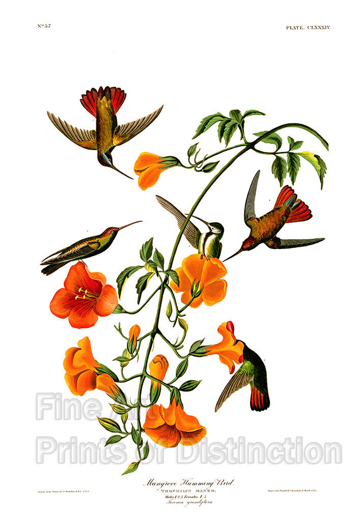 An archival premium Quality art print of the Mangrove Humming Bird by John James Audubonfor sale by Brandywine General Store.