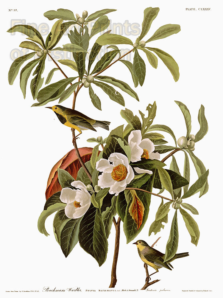 An archival premium quality art print of Bachman's Warbler by John James Audubon for sale by Brandywine General Store