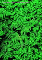Ferns in Geometric Sworls premium fine art botanical print