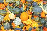 A premium quality botanical art print of Gourds in Yellows, Whites, Greens and Orange for sale by Brandywine General Store