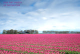 Pink Tulips in a Vast Landscape Premium Art Print