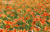 An archival quality botanical art print of Lilies in a Field of Orange for sale by Brandywine General Store