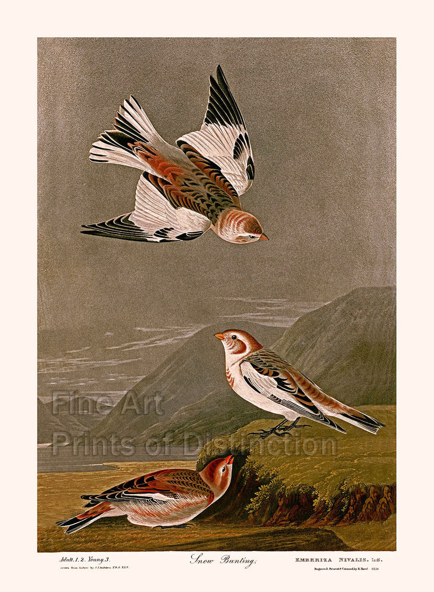 An archival premium quality art print of the Snow Bunting or Lark by John James Audubon for his ornithology book The Birds of America for sale by Brandywine General Store
