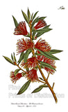 An archival premium Quality art print of the Harsh Leaved Metrosideros originally published in the Botanical Journal for sale by Brandywine General Store