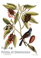 An archival premium Quality Print of Magnolia and Blue Grosbeak by Mark Catesby for sale by Brandywine General Store