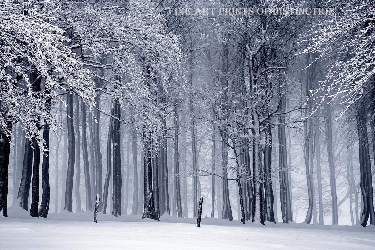 Winter Landscape with Tall, Slender Snow Covered Trees Premium Print
