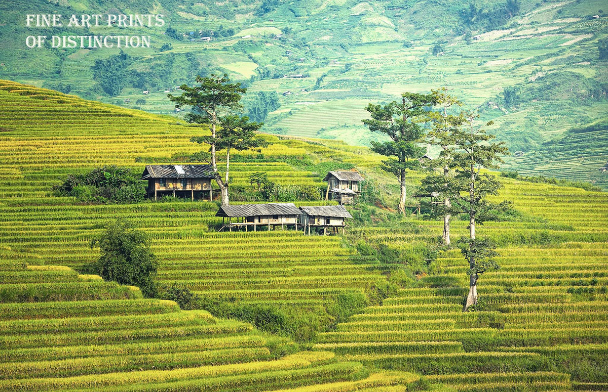 An archival premium Quality Art Print of a Steeply Terraced Farm in China for sale by Brandywine General Store