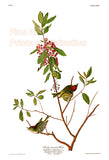 An archival premium quality art print of the Ruby Crowned Wren or Kinglet by John James Audubon for his ornithology book, The Birds of America for sale by Brandywine General Store