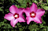 Double Dark Pink Hibiscus Rose of Sharon Bloom Art Print