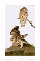 An archival premium Quality art Print of The Little Owl by John James Audubon for sale by Brandywine General Store