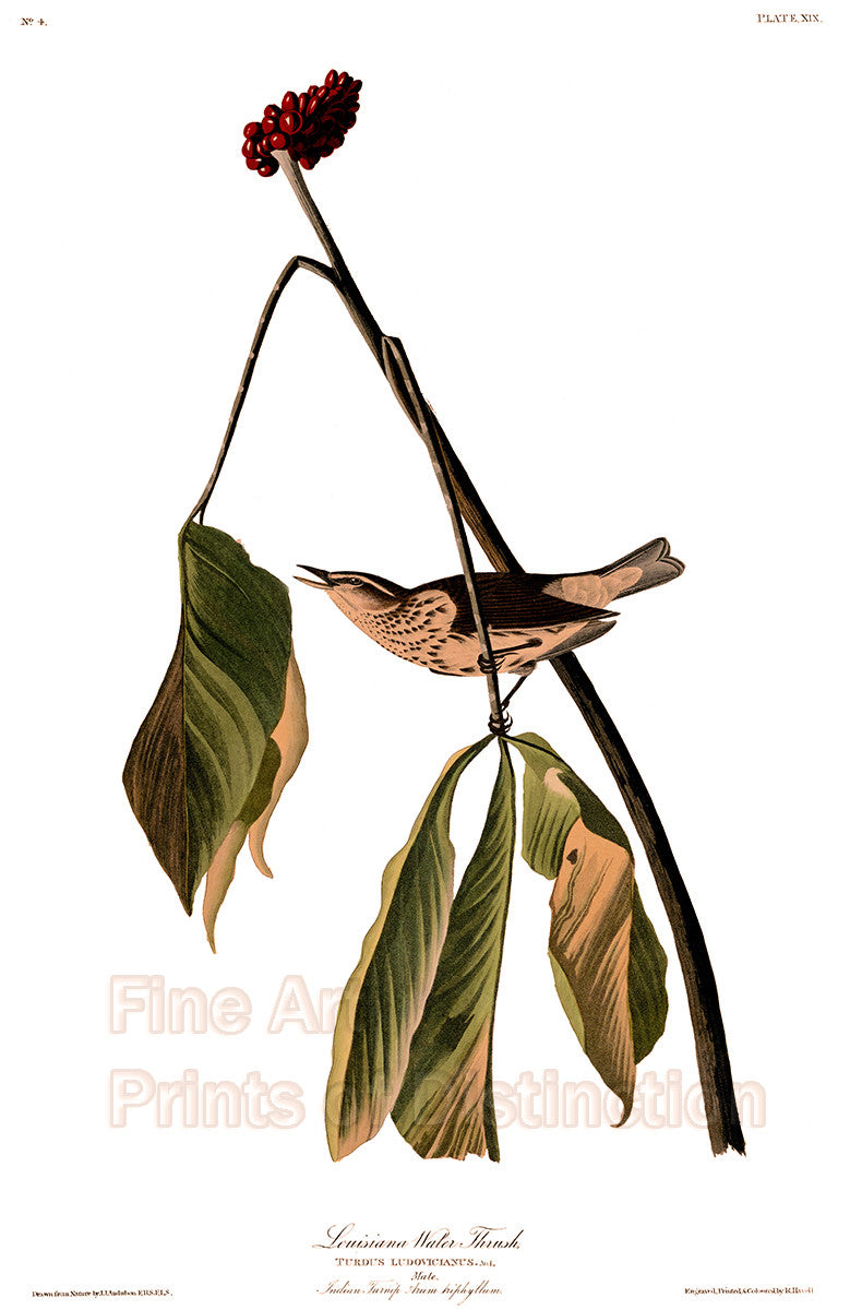An archival premium Quality Art Print of the Louisiana Water Thrush Bird by John James Audubon for sale by Brandywine General Store