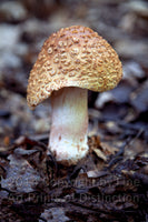 A Lone Brown Toadstool Mushroom in the Woods Art Print