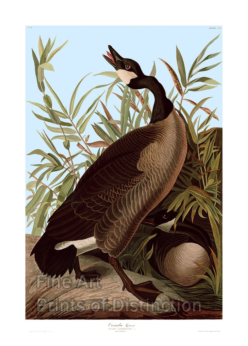 An archival premium Quality art Print of the Canada Goose by John James Audubon for sale by Brandywine General Store