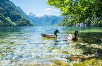 Ducks Swimming on a Clear Mountain Lake Premium Art Print