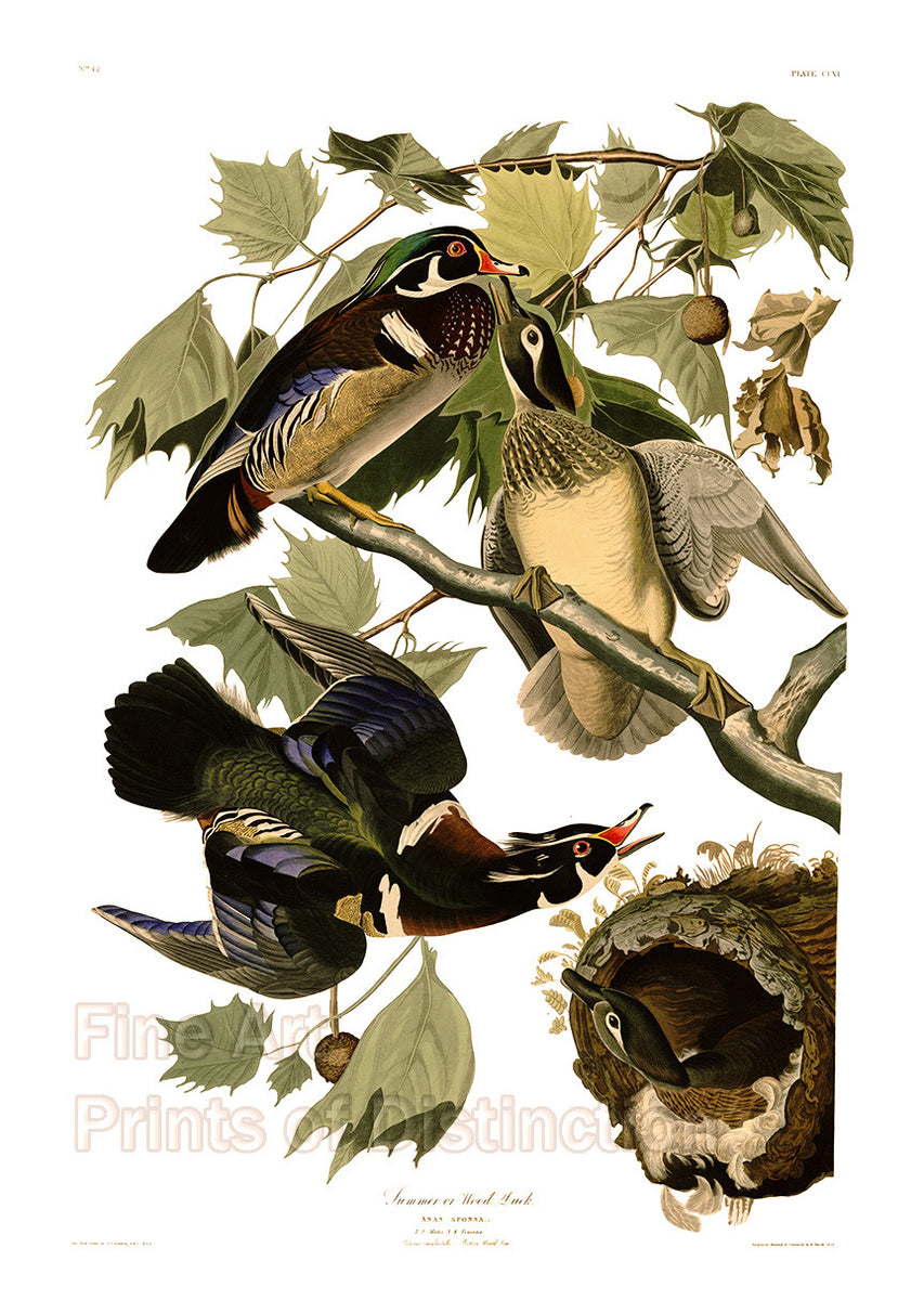 An archival premium Quality Art Print of the Summer or Wood Duck by John James Audubon for sale by Brandywine General Store
