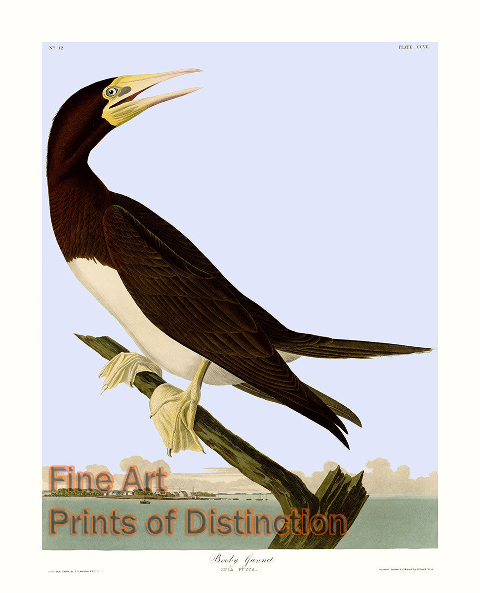 An archival premium Quality art Print of the Booby Gannet by John James Audubon for sale by Brandywine General Store