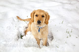 Golden Retriever Pup Playing in her First Snow Art Print