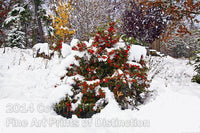 Pyracantha in the Snow Art Print