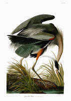 An archival premium quality art print of the Great Blue Heron by John James Audubon for sale by Brandywine General Store