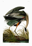 An archival premium quality art print of the Great Blue Heron by John James Audubon for sale by Brandywine General Store