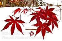 Red Japanese Maple Leaves covered in Snow Art Print