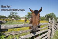 An archival premium Quality art Print of a Horse Looking over the Rail Fence for sale by Brandywine General Store