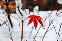 Red Japanese Maple Leaf Surrounded by Snow Art Print