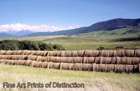 An archival premium Quality art Print of a huge Hay Crop in Montana for sale by Brandywine General Store