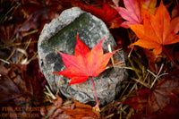 A premium Quality Art Print of a Red Maple Leaf on a Weathered Stump for sale by Brandywine General Store