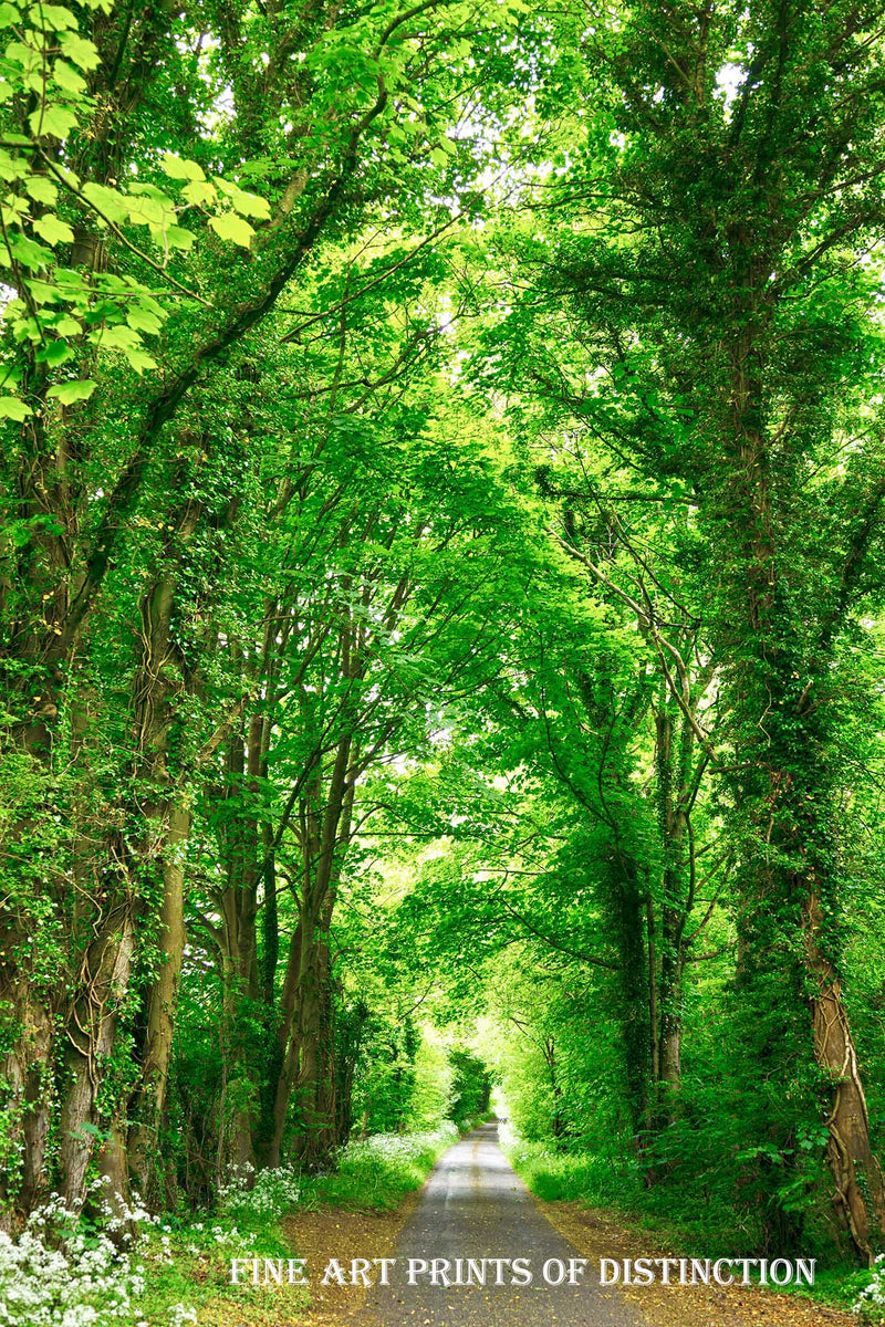 Country Road in the Summer Lined with Green Trees Premium Print