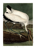 An archival premium Quality art Print of the Wood Ibis by John James Audubon for his orinthology book, The Birds of North America for sale by Brandywine General Store