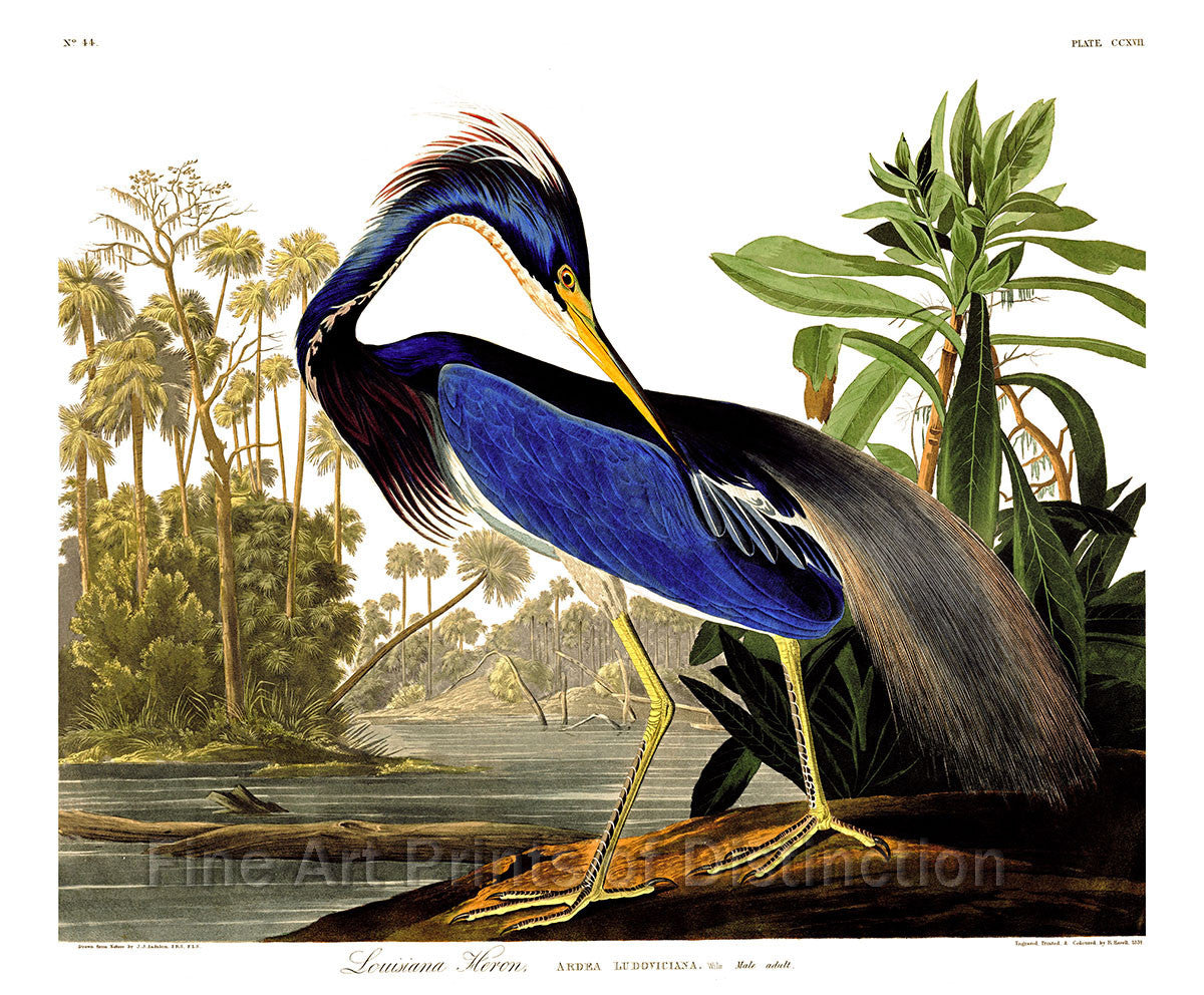 An archival premium quality art print of the Louisiana Heron by John James Audubon for sale by Brandywine General Store