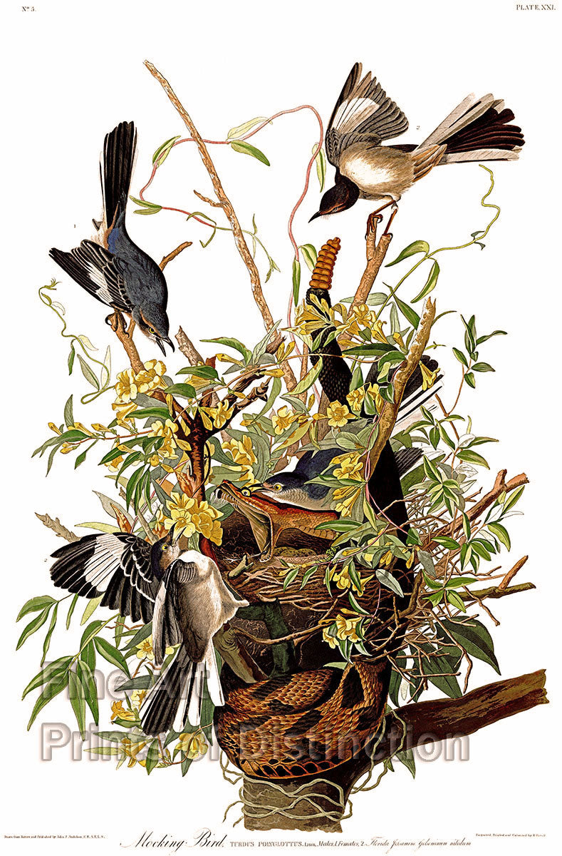 An archival premium Quality art Print of The Mockingbird by John James Audubon for sale by Brandywine General Store