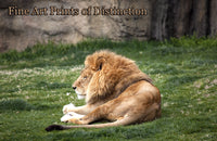 An archival premium Quality art Print of Lion Laying in the Grass for sale by Brandywine General Store