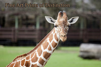 An archival premium Quality art Print of Giraffe Being Inquisitive for sale by Brandywine General Store