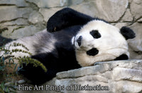 An archival premium Quality art Print of a Giant Panda Bear Laying in the Sun for sale by Brandywine General Store